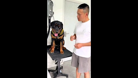 Rottweilers dog 🐕 lover