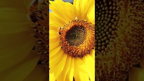 Bee Collecting Honey from Sunflower #bee