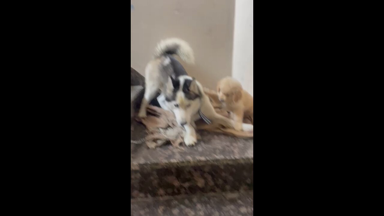 Husky with Golden retriever