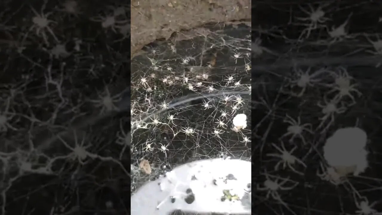 Spiders are just part of our everyday world. #shortvideo