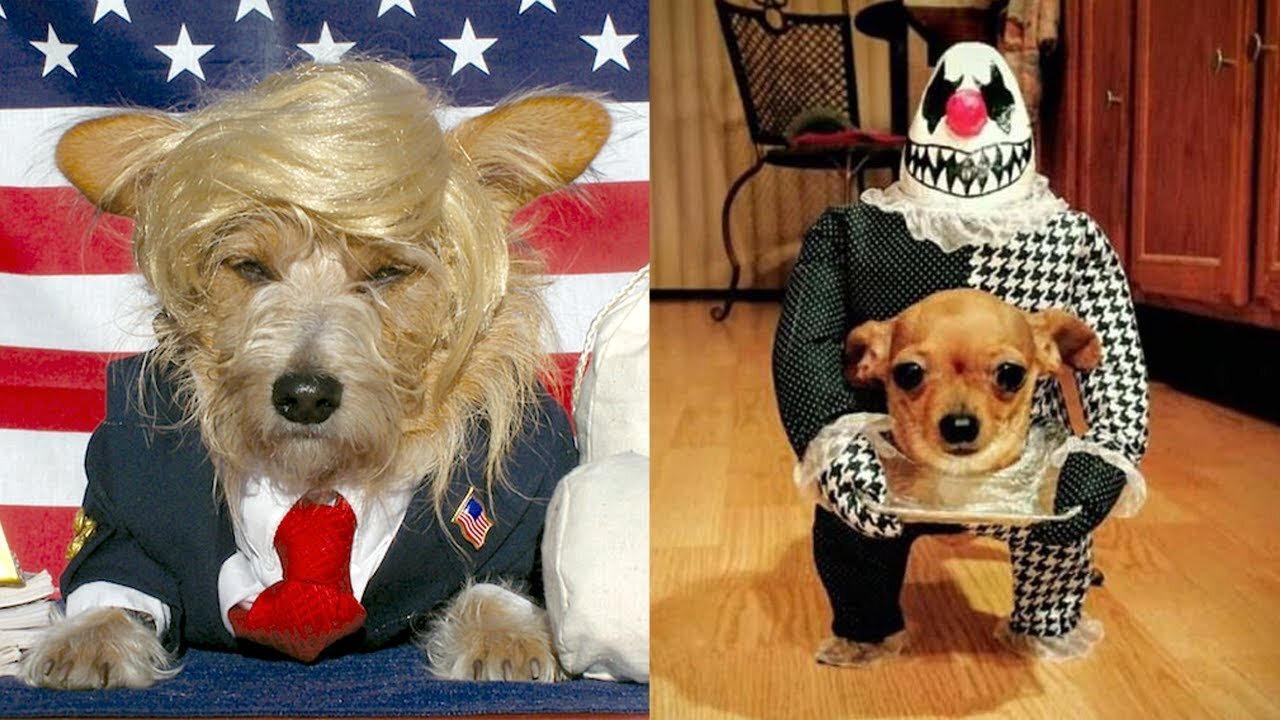 😂😂CRAZY VIRAL DOGS (2021) 😂 😂FUNNIEST DOGS IN COSTUMES 😂