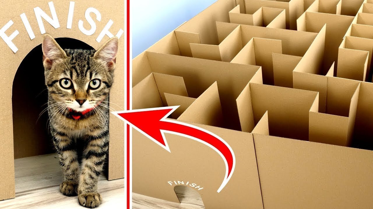 GIANT Maze Labyrinth for Cat Kittens. Can they EXIT?