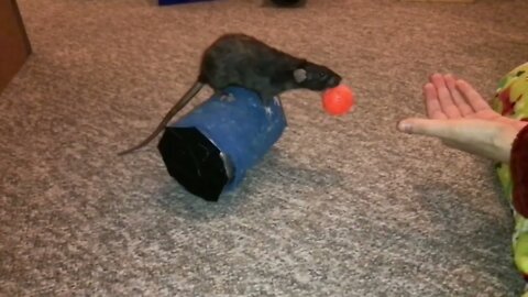 Olive is Learning to Combine her Walk on a Rolling Barrel Trick with her Hand Fetch Trick!
