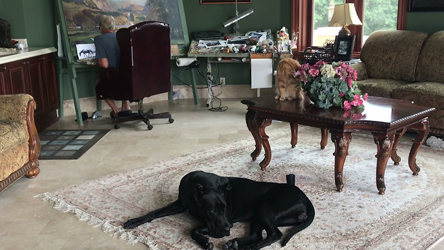 Great Dane and Cat Relax in Art Studio With Wind River Canyon Painting