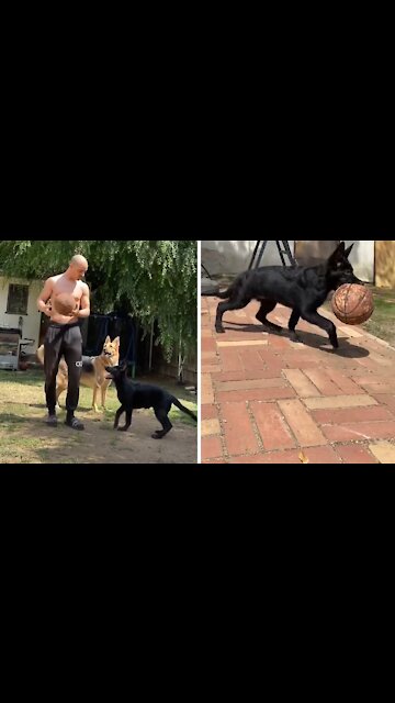German Shepherd is the best basketball partner ever