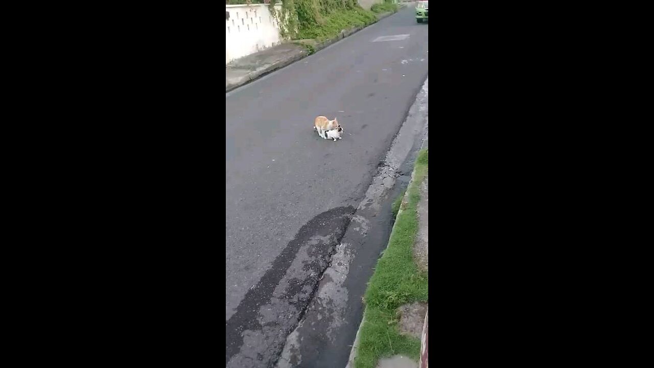 Domestic Cats trying to Mate