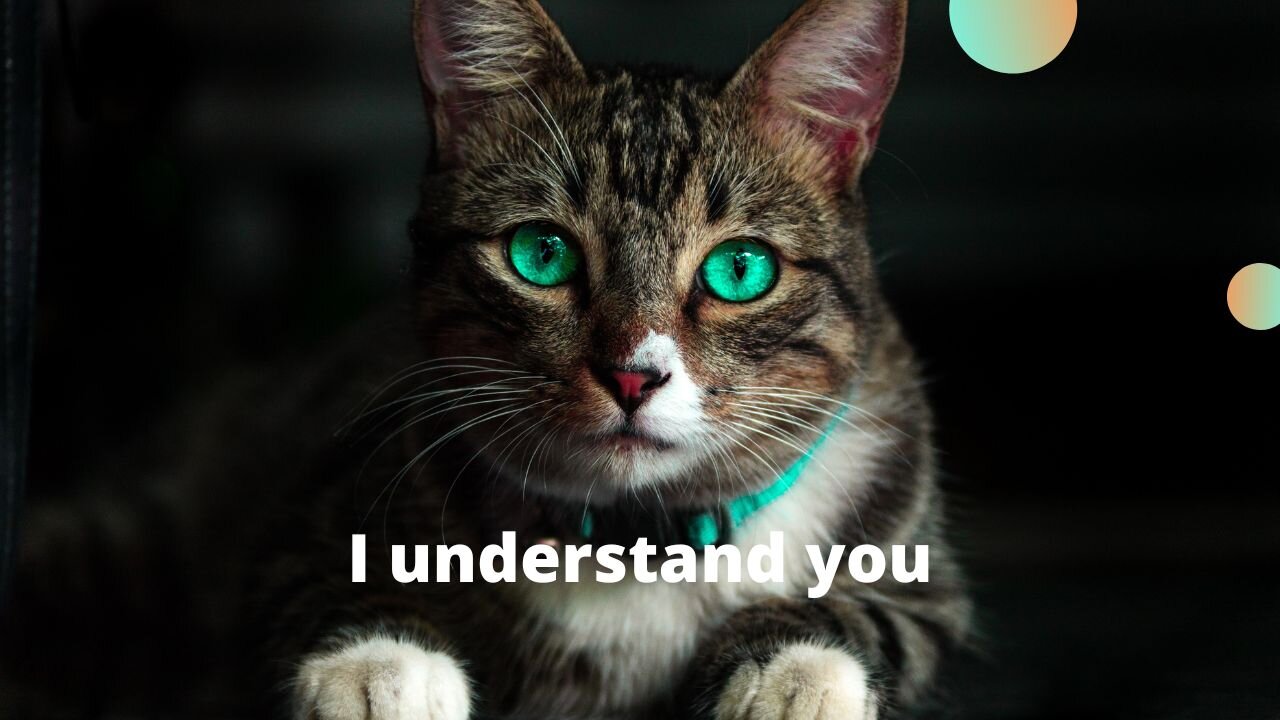 talking cat our longage