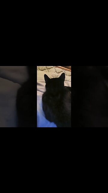 Sleeping Buddy! #shortsfeed #shortsvideo #kitty #kittycat #youtubeshorts #funny #cutekitty #cat