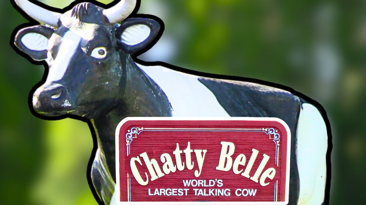 Chatty Belle: The World's LARGEST talking cow