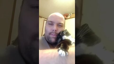 Some people don't like wholesome kitty's #shortsfeed #shorts #shortsvideo #catvideos