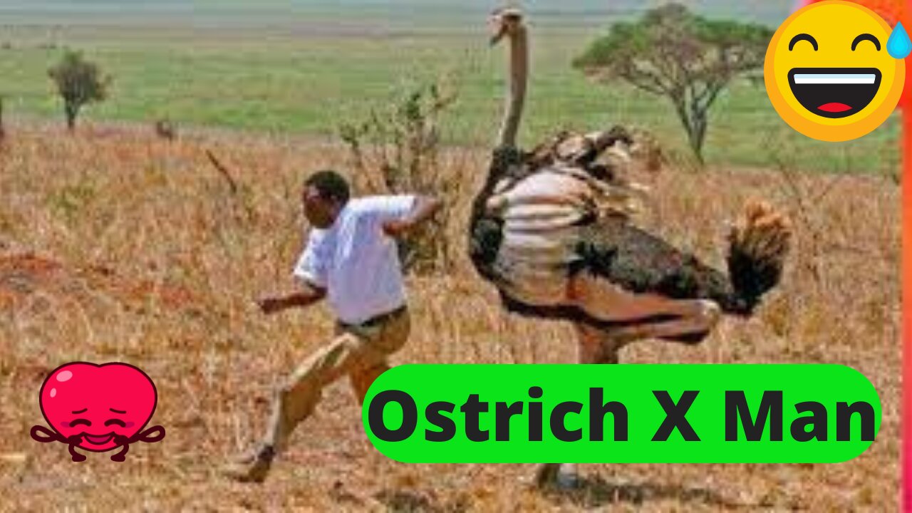 OSTRICH RUN AFTER MAN