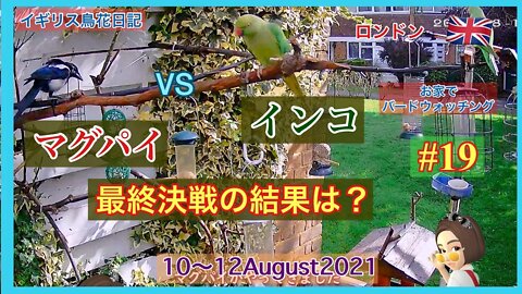 【鳥観察#19】マグパイVSインコ/新しい自然の支柱 / エサ入れに顔をつっこむリス /リスのメス