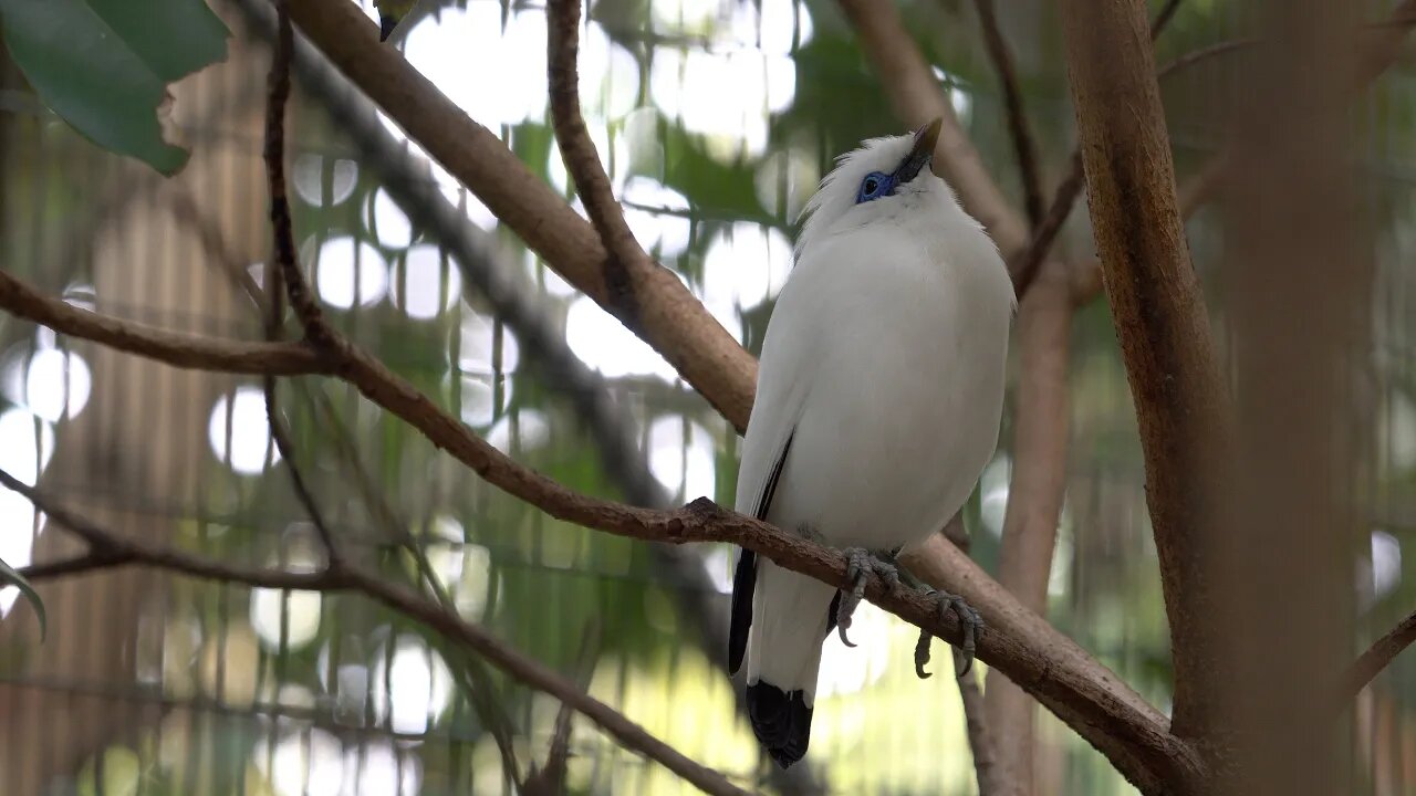 CatTV: San Diego Zoo - Bali Myna (Indonesia)