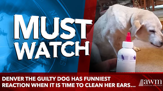 Denver the Guilty Dog Has Funniest Reaction When It Is Time To Clean Her Ears