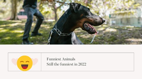 Funniest Animals Vines till 2022