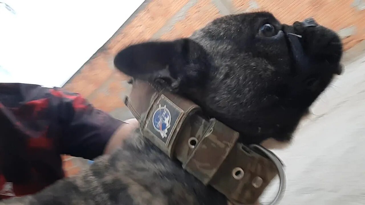 Quem vai adotar o Boris kkkk