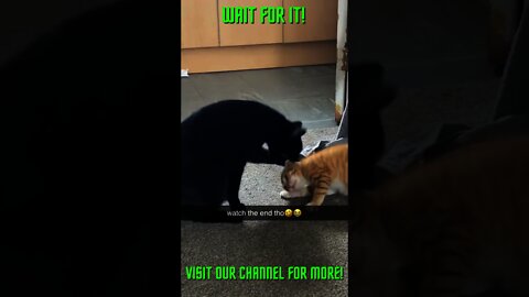 Kitten Self Defense! #Shorts #Youtube+Shorts #ExtremeSports #Shorts+ #Shorts+Cats #Shorts+Kittens