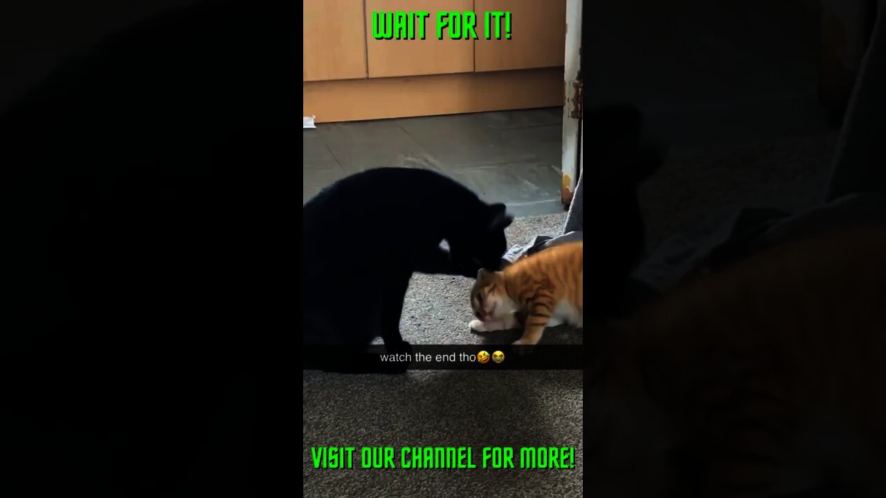 Kitten Self Defense! #Shorts #Youtube+Shorts #ExtremeSports #Shorts+ #Shorts+Cats #Shorts+Kittens