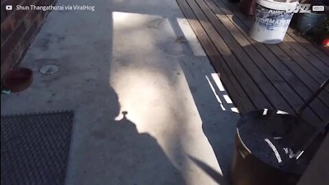 Se tem uma aranha na casa de banho é melhor deixar um bilhete na porta!