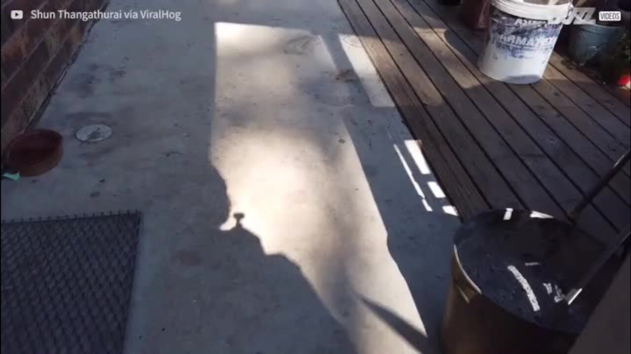 Se tem uma aranha na casa de banho é melhor deixar um bilhete na porta!
