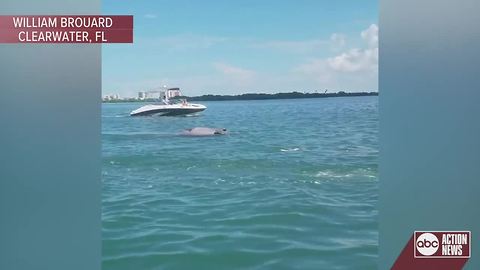 Dead manatee found near the Sand Key bridge in Clearwater