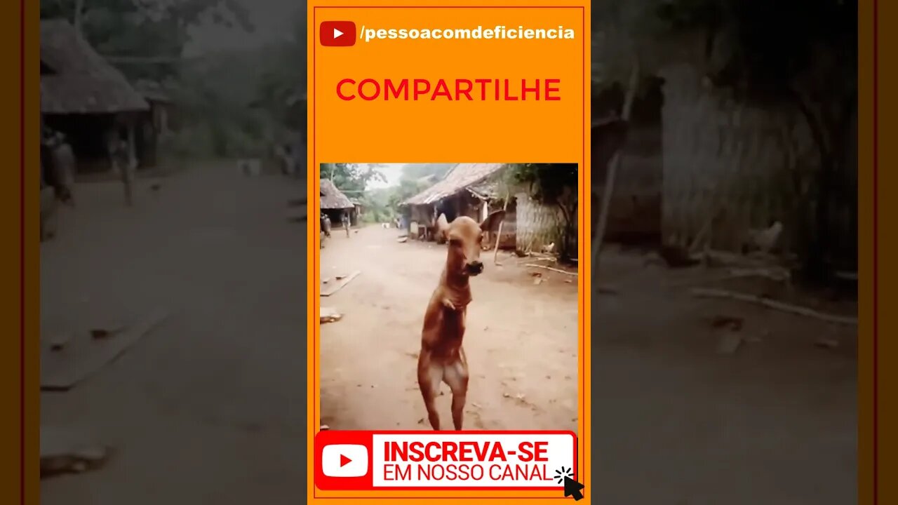 Vamos ver se o youtube vai mostrar este vídeo sobre Pessoa com deficiência