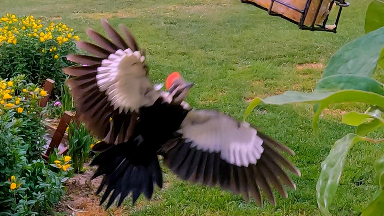 Gigantic woodpecker swoops in with his hilarious laugh