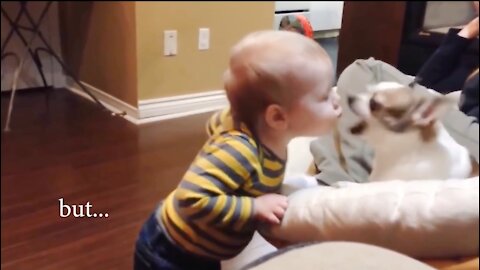 Dogs and Babies funny moments _ Quazishahporan1 _(1080P_HD).mp4