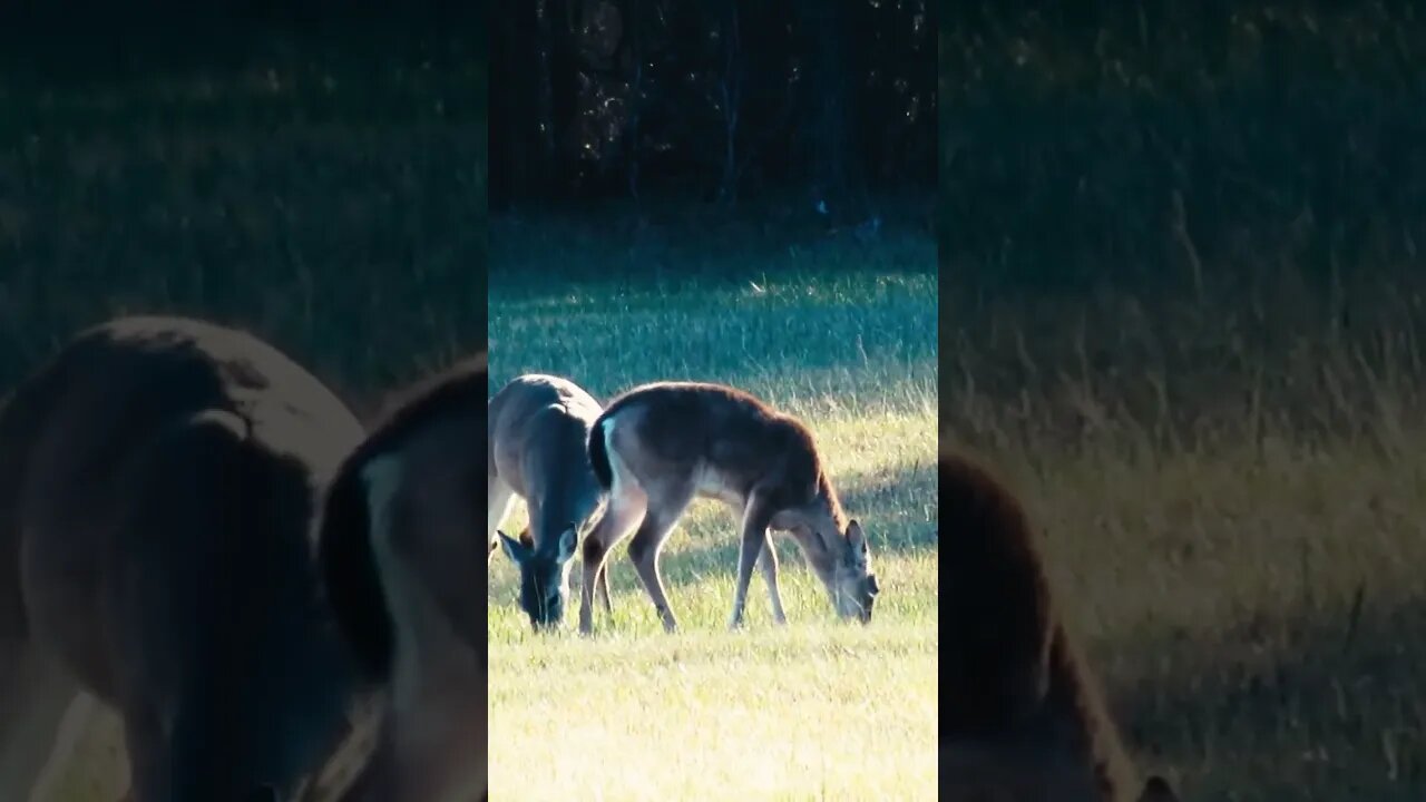 Deer in Georgia