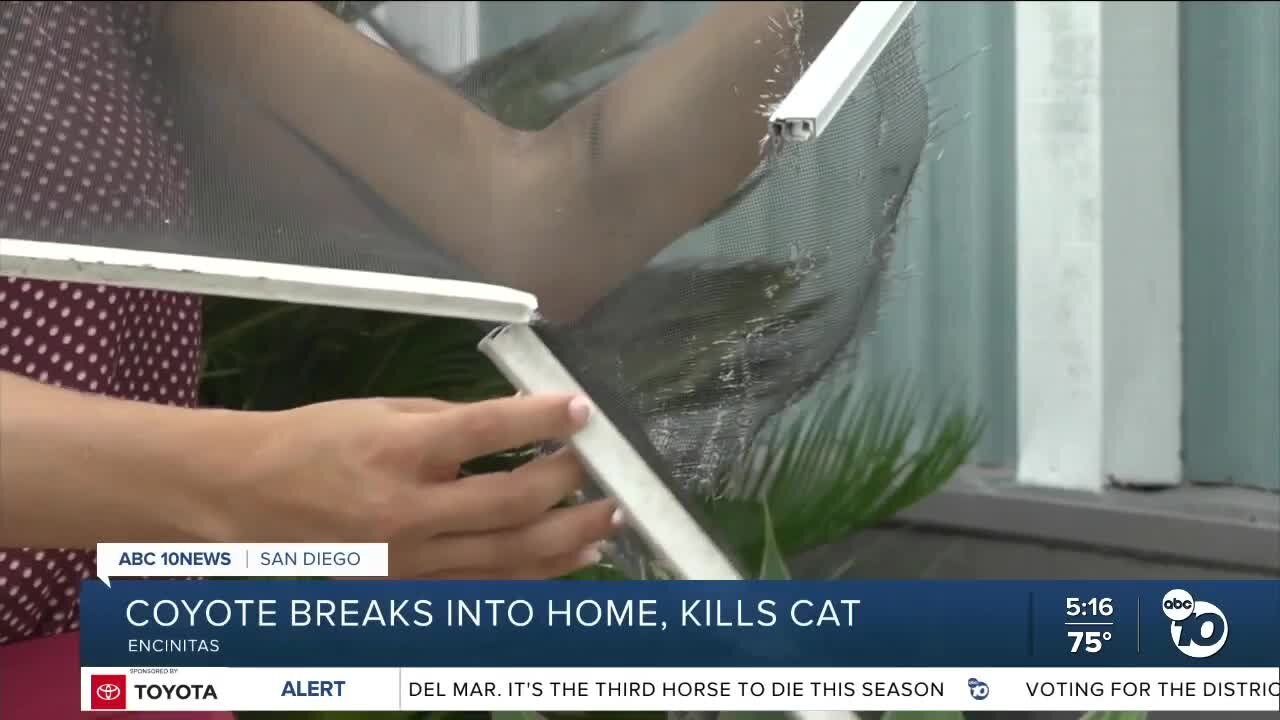 Coyote in Encinitas rips through woman's window screen, kills her cat