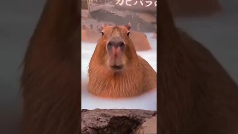 CAPYBARAS taking a bath #animal