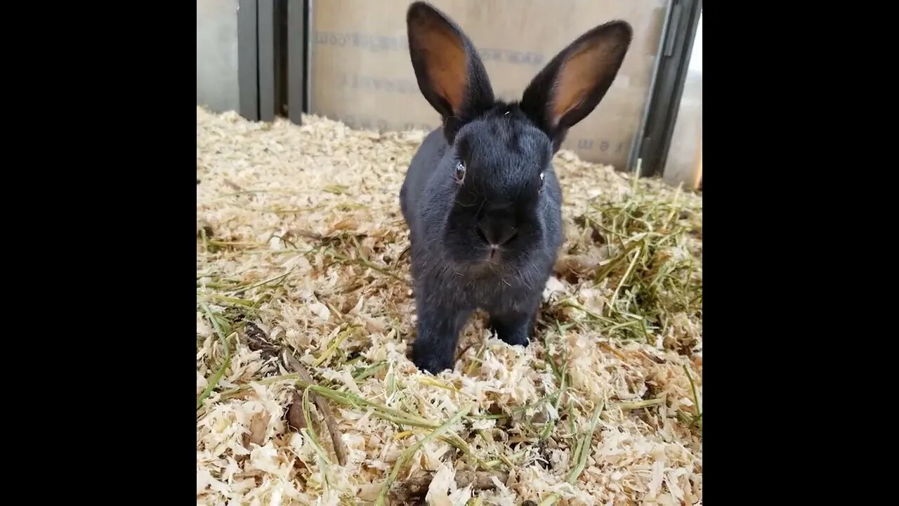 #bunny #homesteading #farmanimals #cute