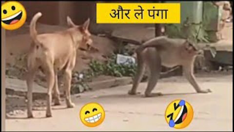 Funny dog vs monkey video for laughing