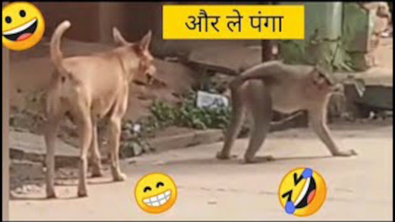 Funny dog vs monkey video for laughing