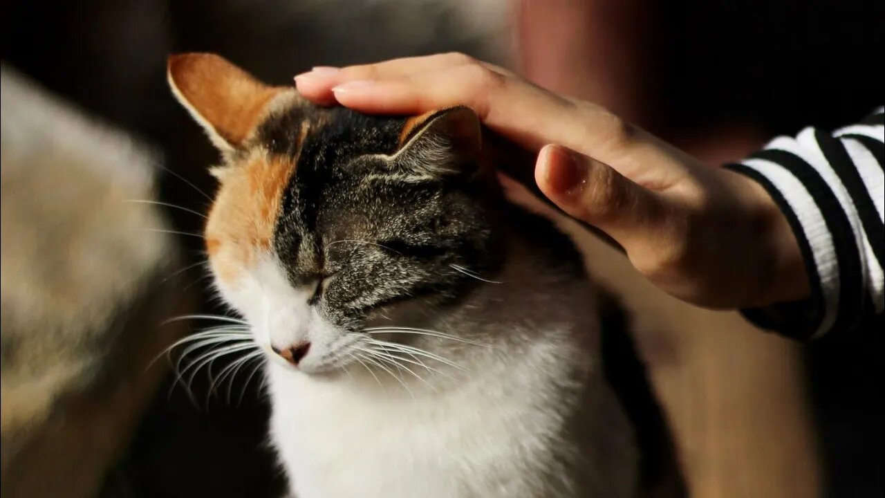 Try NOT to Laugh! 😹 When Your Kitty Takes "Massage My Scalp" WAY Too Seriously 😹 (#65) #Clips