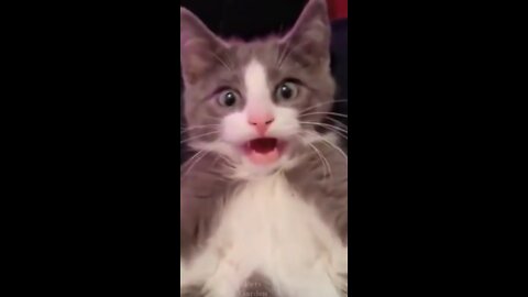 Funny Cats compilation | Cute Cats Playing | Funny Videos 2021 | Videos for Cat Lovers