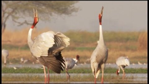 Paddy Fields Offer Sanctuary for Wild Birds I Ganges