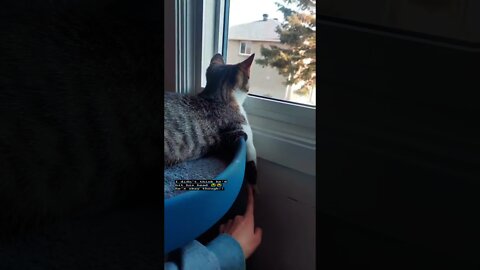 What reflex is that?😂🐈‍⬛ Poor cat🥺🐈‍⬛