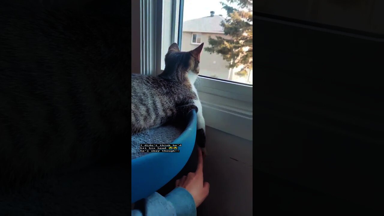 What reflex is that?😂🐈‍⬛ Poor cat🥺🐈‍⬛