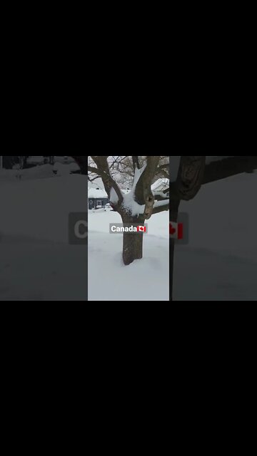 Winter Snow Storm Canada | #shorts #snowstorm