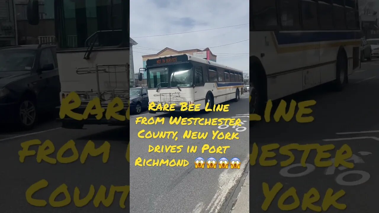 Rare Bee Line from Westchester County, New York drives in Port Richmond 😱😱😱😱 #2023 #staten #bus