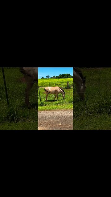 C-SHELL “HAY”CATION CLIP #kauai #paniolo #hawaiiancowboys #kōloabeauty