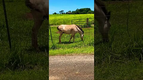C-SHELL “HAY”CATION CLIP #kauai #paniolo #hawaiiancowboys #kōloabeauty