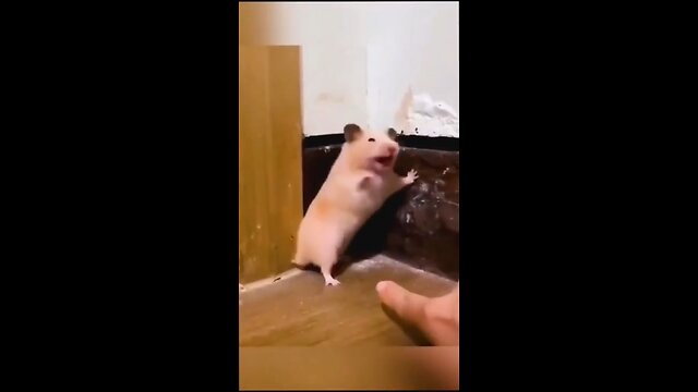Try not to Laugh