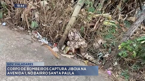 Gov. Valadares: Corpo de Bombeiros Captura Jiboia na Avenida 1, no Bairro Santa Paula.