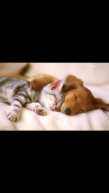 Hey one in a Million love cat 😻💖🐶 Cute kitten hugs puppy #shorts #pets #cats #puppy #dog