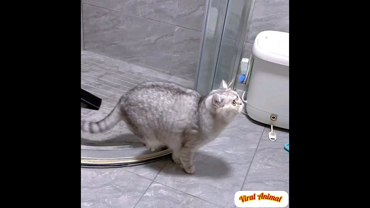 Funny cats look how funny they are😂 trending video