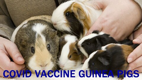 COVID VACCINE DEMOCRAT GUINEA PIGS - file13