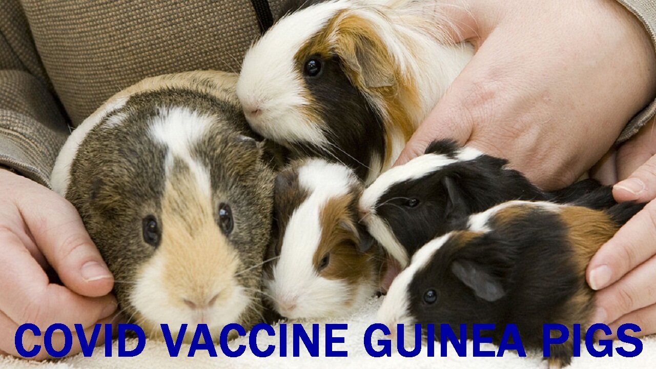 COVID VACCINE DEMOCRAT GUINEA PIGS - file13