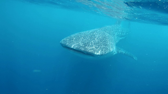 Snorkeling with Whale Sharks 4K